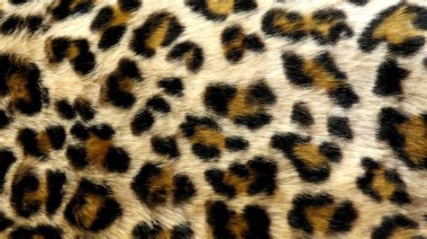 Leopard Backgrounds Wallpaper Cave