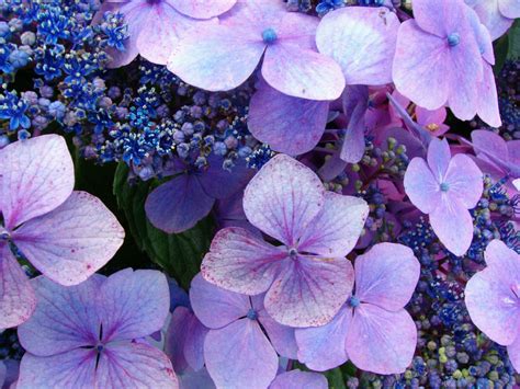The hydrangea symbolism for each color is as follows: What do hydrangeas mean - Flower Press