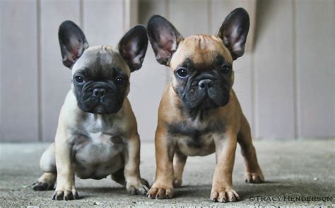 High to low nearest first. Our French Bulldog Puppies | Two of our adorable French ...