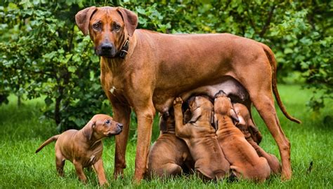 Dog Pregnancy 101: The Ultimate Guide for Owners of ...