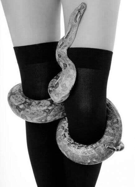 Snake With Legs Photo Jursip