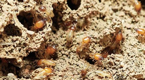 What Do Termites Look Like And Signs Of Termite Damage