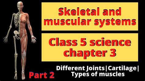 Skeletal And Muscular System Class 5 Science Chapter 3 Part 2 Youtube