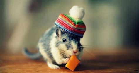 Mouse With Hat 4k Ultra Hd Wallpaper Funny Mouse Pet Mice Cute Mouse