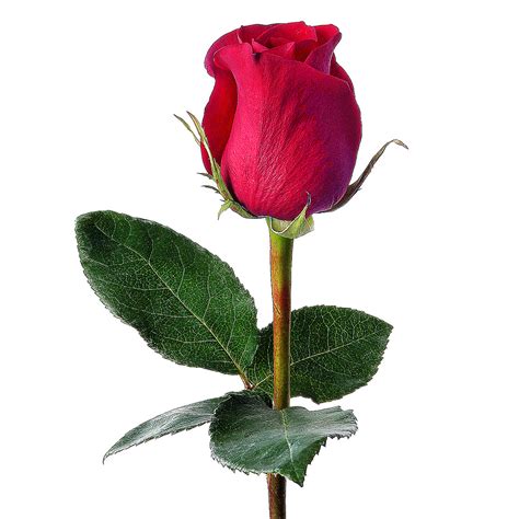 Free Red Rosebud Cliparts Download Free Red Rosebud Cliparts Png