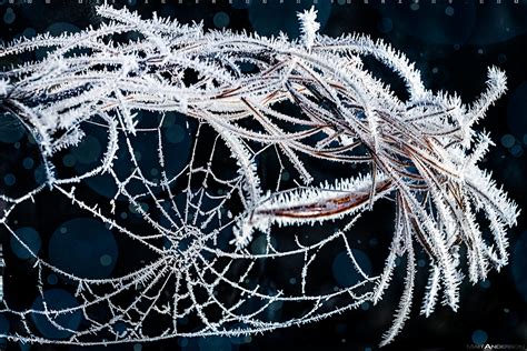 Frozen Spider Web Hoar Frost Forms On A Spider Web And A T Flickr