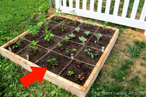 Jan 19, 2021 · if you are asking how many strawberry plants per square foot is best, it is best to thin the plants out so that only about 4 are left per square foot (no more than 6 per square foot). The Accidental Strawberry Crop - The Borrowed AbodeThe ...