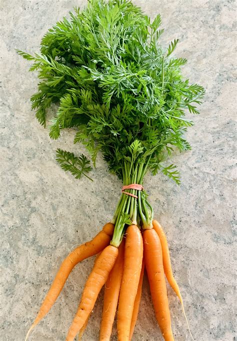Fresh Carrots With Greens