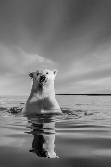 55polar Bear Polar Bear Animals Beautiful Animals Wild