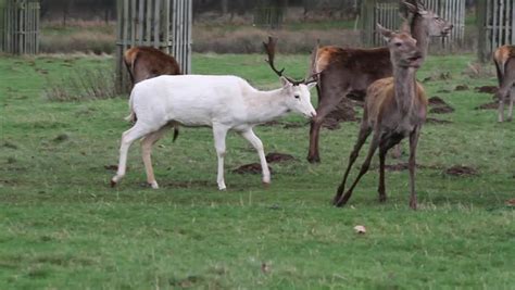 Rare White Fallow Deer Stag Parkland Stock Footage Video 100 Royalty