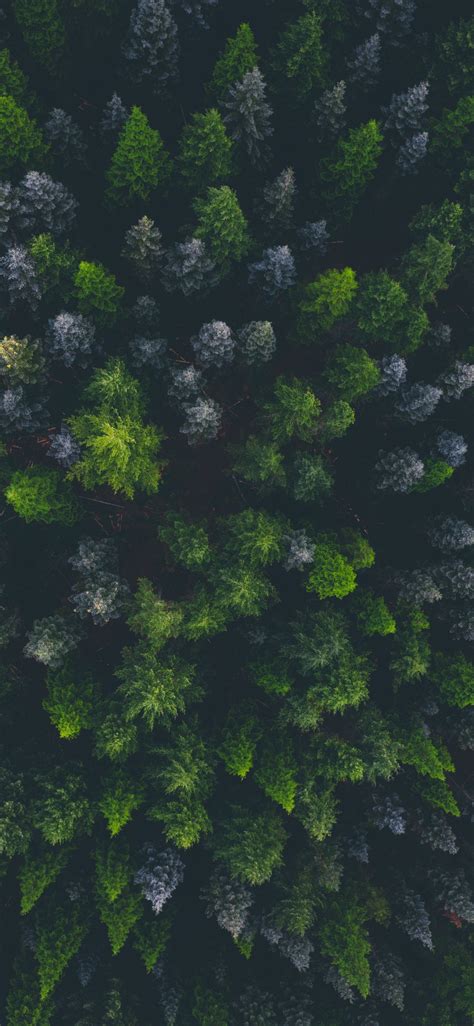 Download 1125x2436 Wallpaper Green Trees Top Of Trees Aerial View