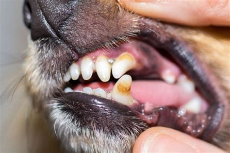 How To Remove Thick Tartar From Dogs Teeth Howtormeov