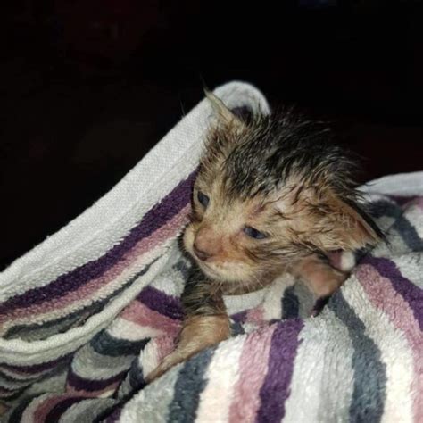 As Strong Floods Hit Australia Rescued Kittens Fill Shelter The