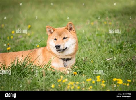 Small Japanese Dog Shiba Inu Lying In The Grass And Resting In The Sun