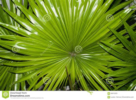 Green Leaves Plants Palm Tree Washingtonia Stock Image Image Of Home