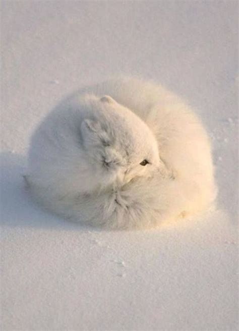 These 20 Cute Fluffy Animals Are Best At What They Do Cute Animals