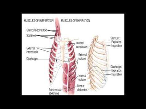 In human physiology, the muscles of respiration are those muscles that contribute to inhalation and exhalation, by aiding in the expansion and contraction of the thoracic cavity. Muscles of Respiration - Quite & Rapid Breathing - YouTube