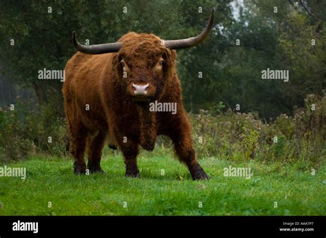 Scottish Highlander Bull Stock Photo Alamy