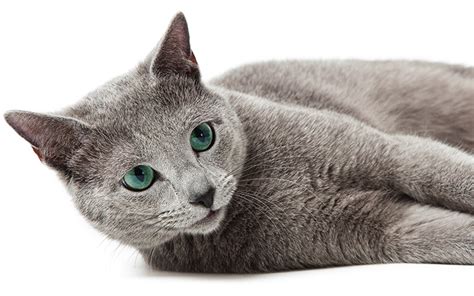 10 russian male cat names: Russian Blue Cat Names - 300 Brilliant Russian Cat Name Ideas