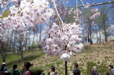 Sakura Matsuri Cherry Blossom Festival At Brooklyn Botanic Garden