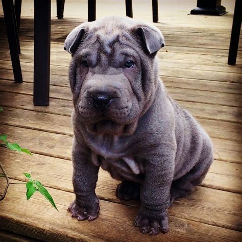 8 Best Shar Pei Images On Pinterest Cutest Animals Fluffy Pets And