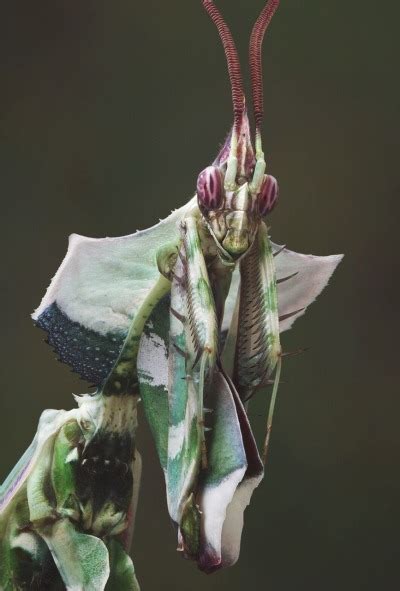 Praying Mantis Tumbex