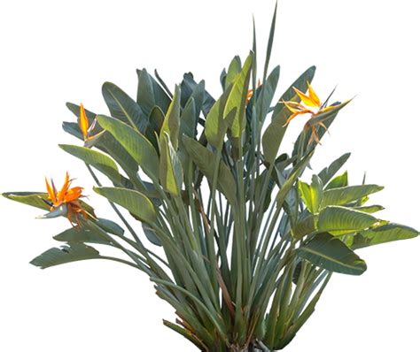 Bird Of Paradise Plant Png Png Image Collection