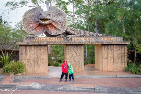 Australian Reptile Park Sydney Review Singapore