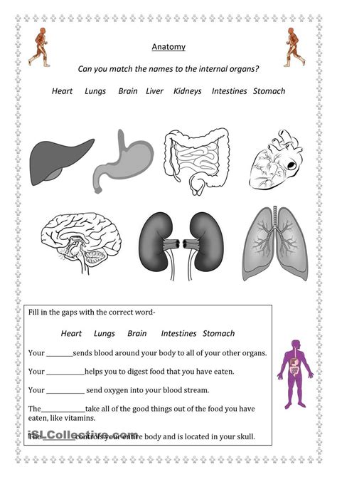 Worksheets On Human Body Systems
