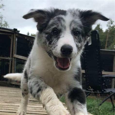 If you are interested in being considered for a puppy, please fill out and submit the questionnaire. Blue Merle Puppy for Sale | Chipping Norton, Oxfordshire ...
