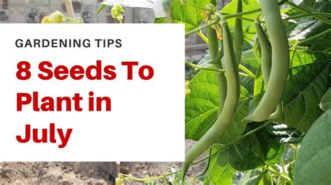 8 Crops You Can Still Plant In July Tracys Gardening Tips
