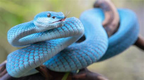 Real Pit Blue Viper Snake Goimages Vision