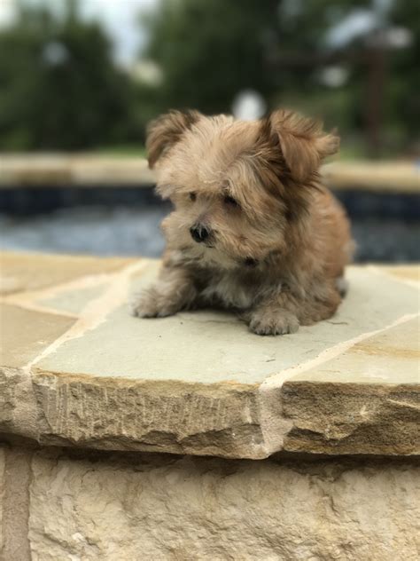 A very good watchdog & family dog. Morkie Puppies For Sale | Lipan, TX #222194 | Petzlover
