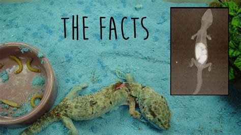 Facts About Sand Impaction In Leopard Geckos - YouTube