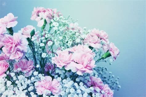 Pink flowering peonies and babys breath flowers frame against a. Pink Carnations & Babys Breath | Carnations, Pink ...