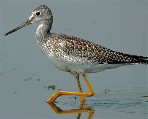 Greater yellowlegs among first shorebirds to show each spring | Local ...