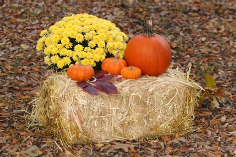 Pumpkins And Flowers On Hay Bale Free Stock Photo Public Domain Pictures