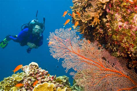 It contains the world's largest collection of coral reefs, with 400 types of coral, 1,500 species of fish and 4,000 types of mollusc. Great Barrier Reef Australien: Größtes Korallenriff der Welt