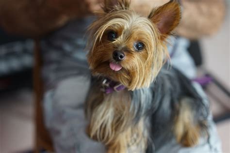 Pin On Yorkie