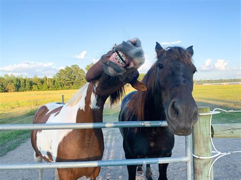 Check spelling or type a new query. Cheeeeese! | Funny horse pictures, Funny horses, Cute horses