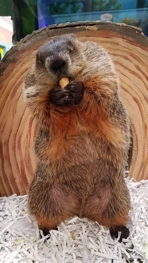 Connecticut's blind groundhog can't see her shadow, but with some hedgehog help she'll make her ...