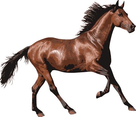 Brown Race Horse Transparent Png Stickpng