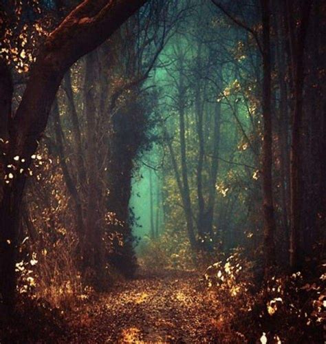 יער מכושף Fairy Tale Forest Mystical Forest Forest Path Enchanted
