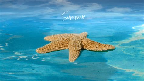 49 Free Summer Wallpaper And Screensavers On