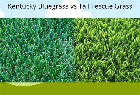 Tall Fescue Has Greater Heat Resistance Than Kentucky Bluegrass Alma