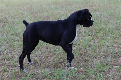 The term black sealed boxer puppies are used for the puppies that hail from north america and simply show a great concentration of dark brindle stripes on their body. AKC Black Boxer Champion Boxer Puppy For Sale In Texas Boxer Breeder Black Boxer Puppy