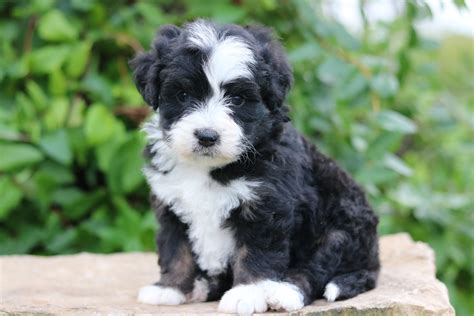 In her arms was a bernedoodle pup soon to be christened teddi b. Mini Bernedoodle Breeder Miniature Bernedoodle Puppies ...
