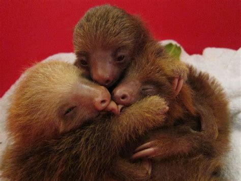 5 Adorable Photos Of Animals Hugging That Will Brighten