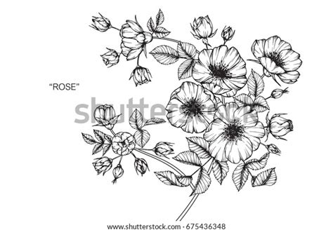 Wild Rose Flowers Drawing Sketch Lineart Stockvector Rechtenvrij