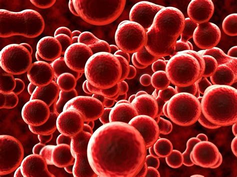 Avoiding Anemia Boost Your Red Blood Cells Amac The